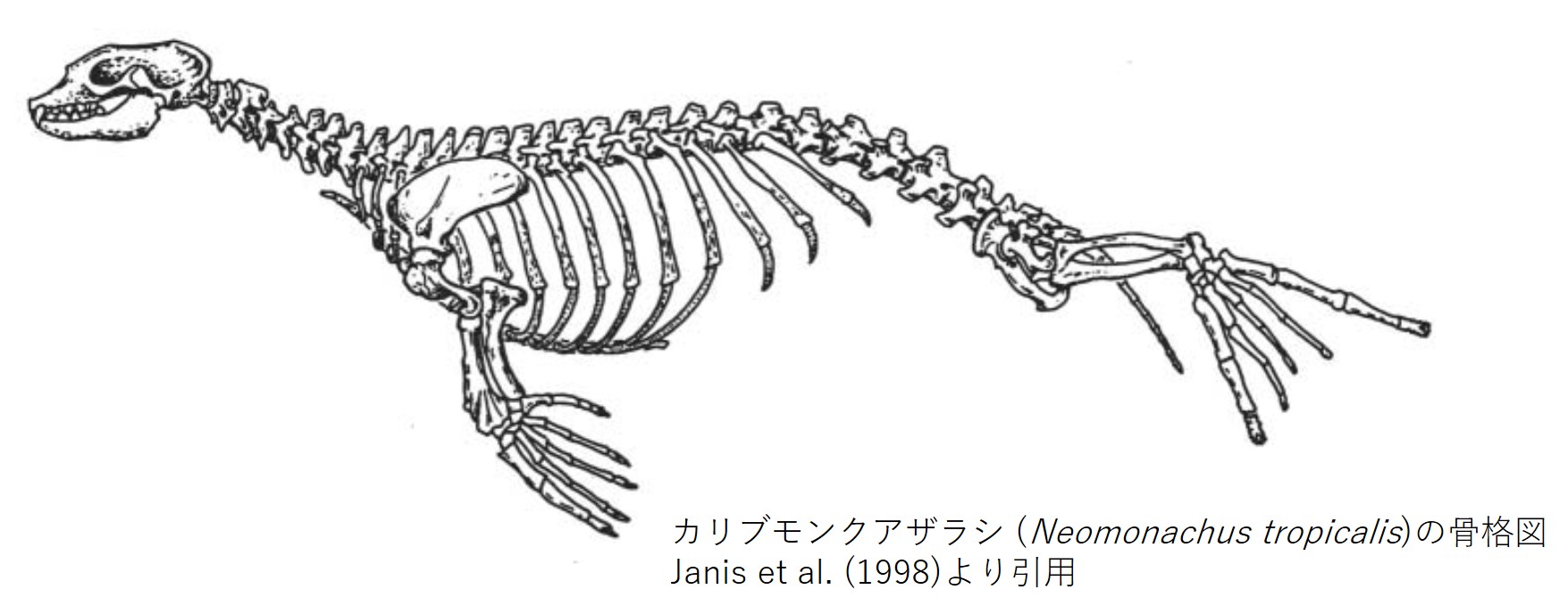 カリブモンクアザラシ