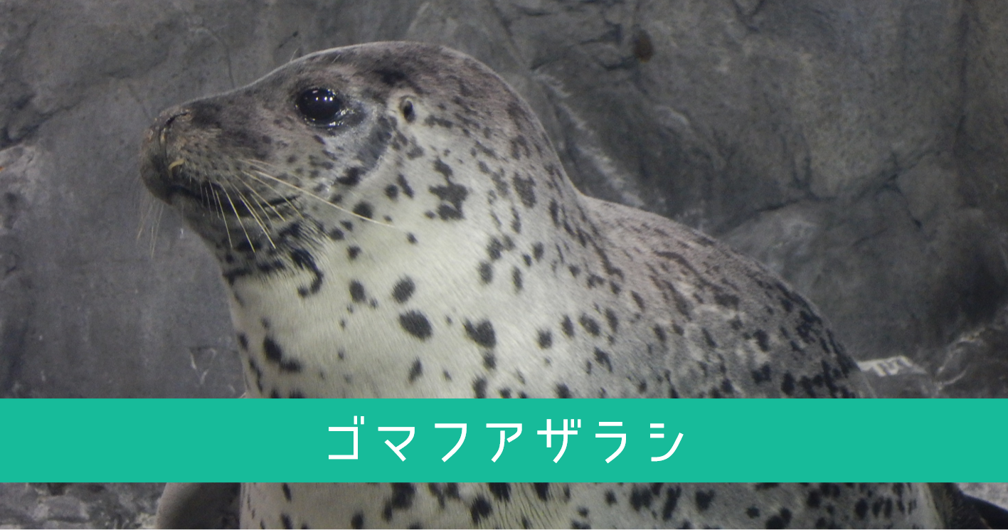 ゴマフアザラシ ひれあし図鑑