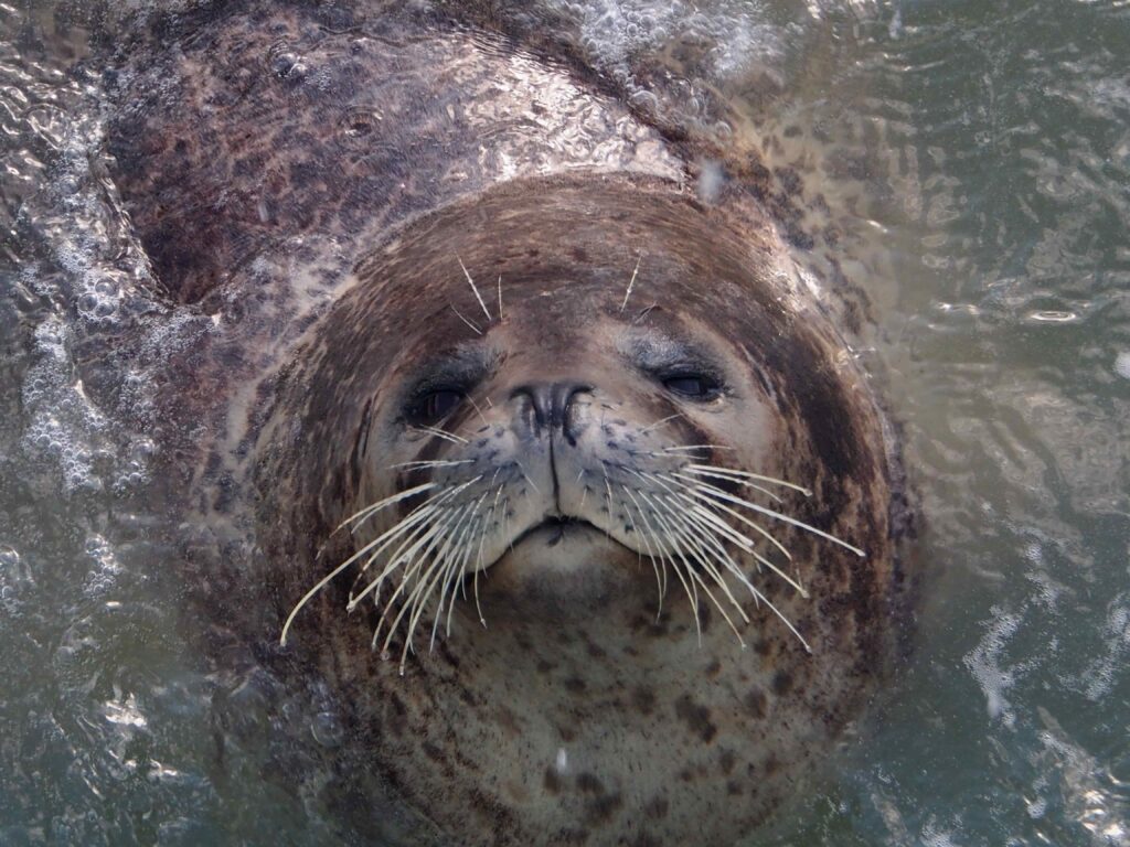 ノシャップ寒流水族館のゴマフアザラシ