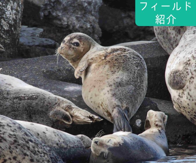 フィールド紹介(稚内)