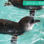九州旅行(その2：長崎ペンギン水族館)