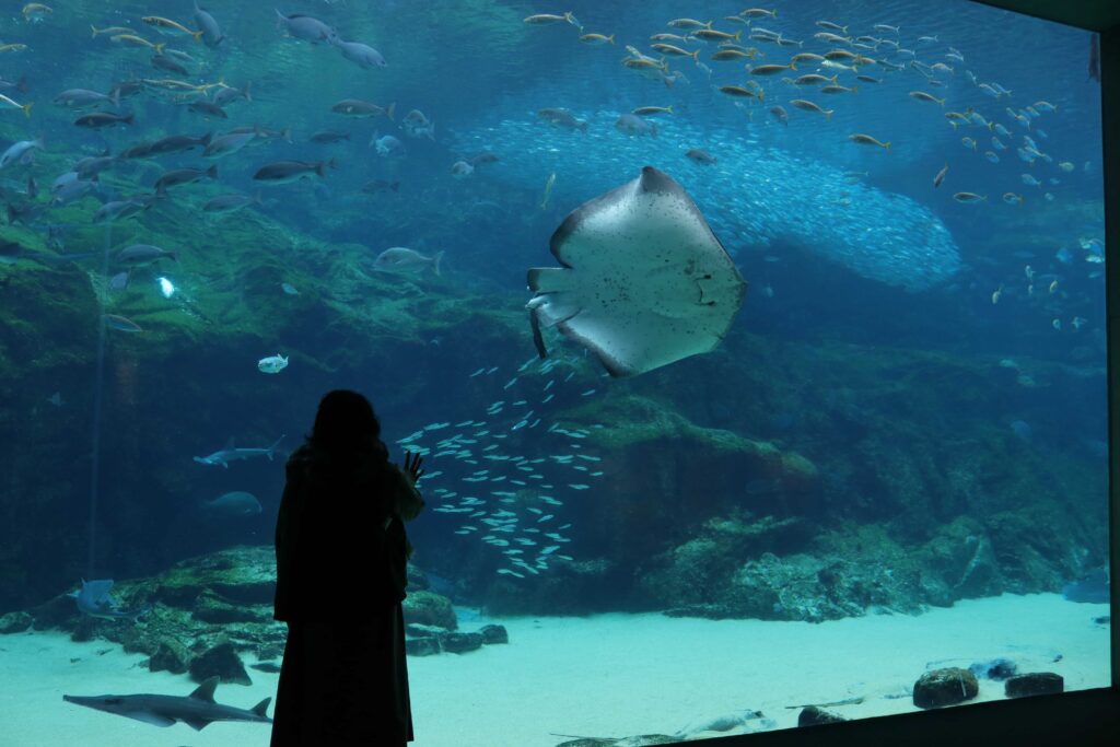 目の前をたくさんの魚が泳ぐ。まるで九十九島の海に潜ったようだった。