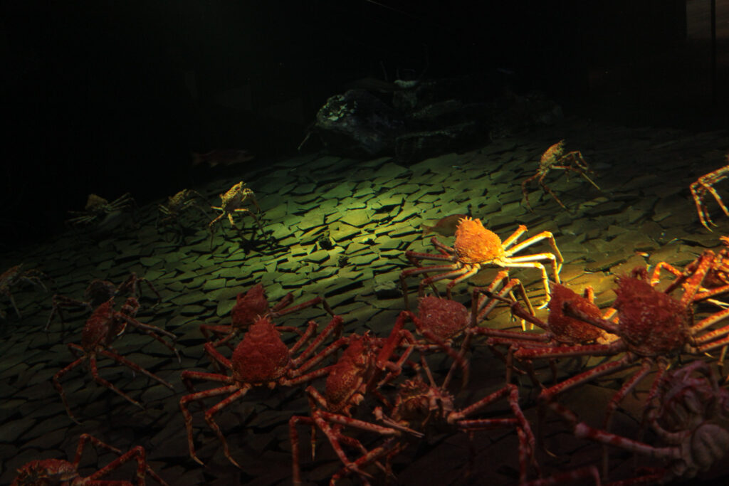 日本の深海に生息する、世界最大のカニ「タカアシガニ」。アクアマリンでは生息環境の再現にもこだわっている。