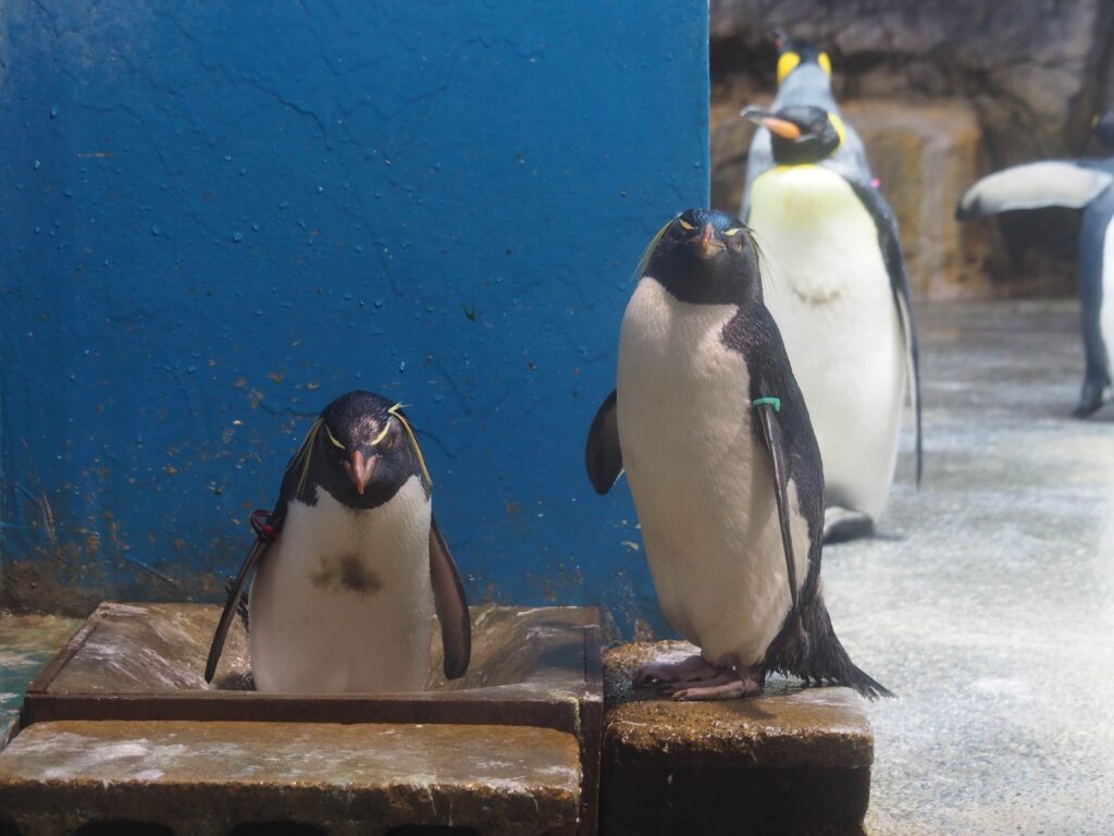 キタイワトビペンギンのペア。