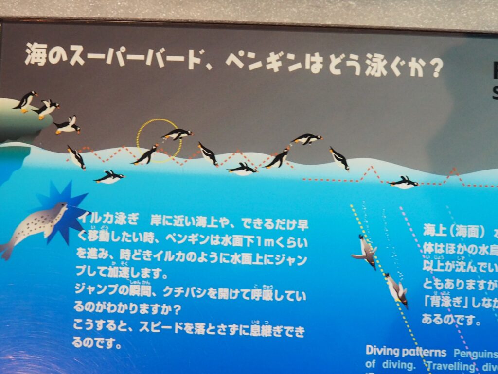 ペンギンは天敵から逃げるためにイルカ泳ぎをすることがある。