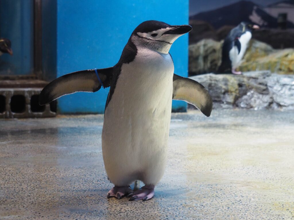 ヒゲペンギンは日本では2施設でしか見れない貴重な種類。