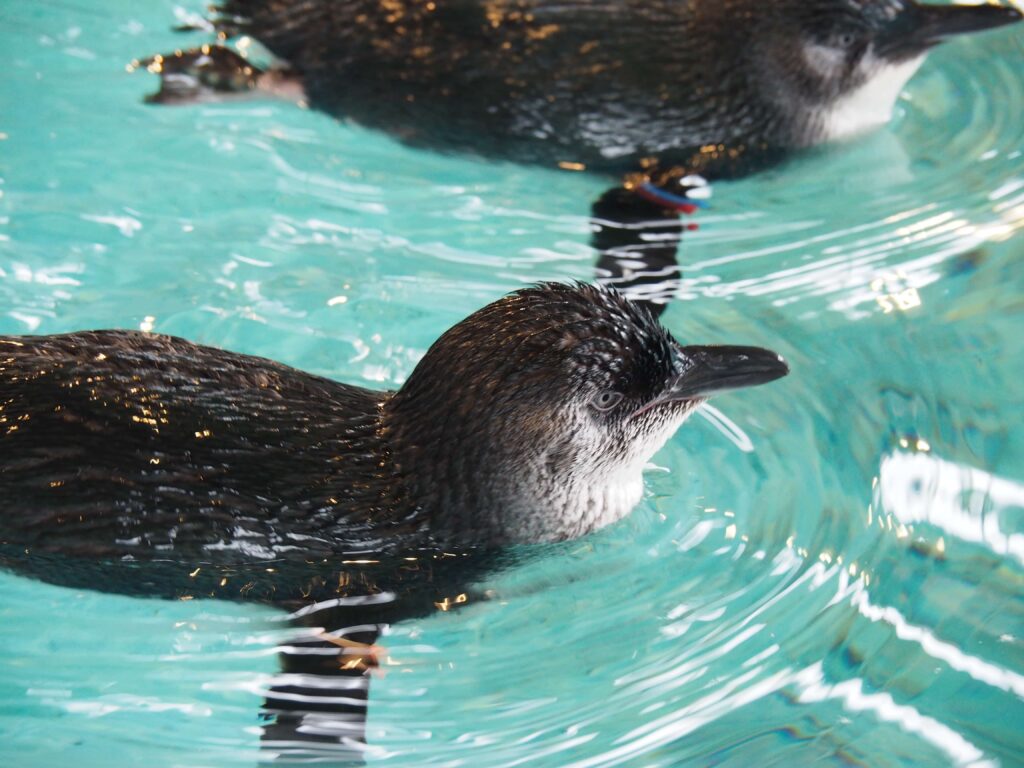 フェアリーはペンギンの中で一番原始的な種類らしい。確かに顔立ちも他のペンギンとは違うような､､､？