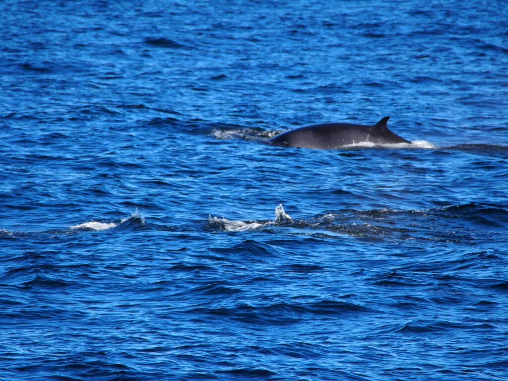 シャチの群れの近くにいたミンククジラ。彼らの餌なのだろうか、、、。