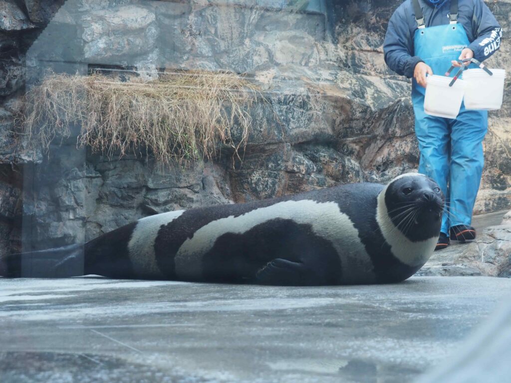 シャチの餌にもなるクラカケアザラシ。自然界では流氷に乗って生活している。