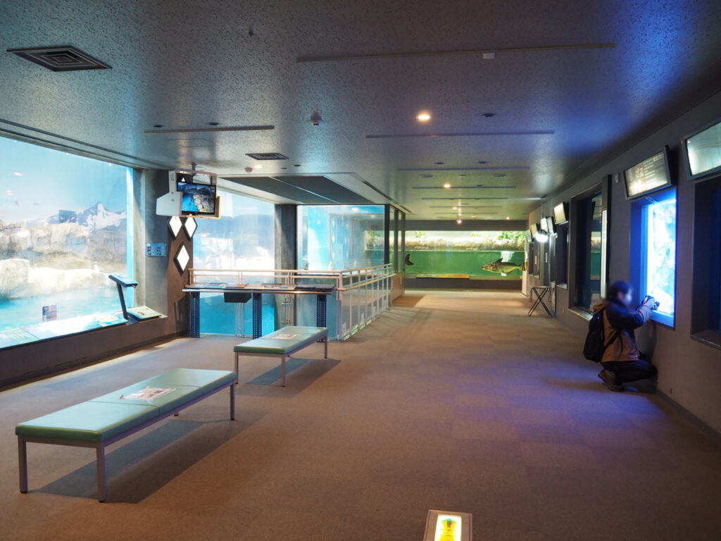 ペンギンがメインの水族館だが、魚の展示も多かった。