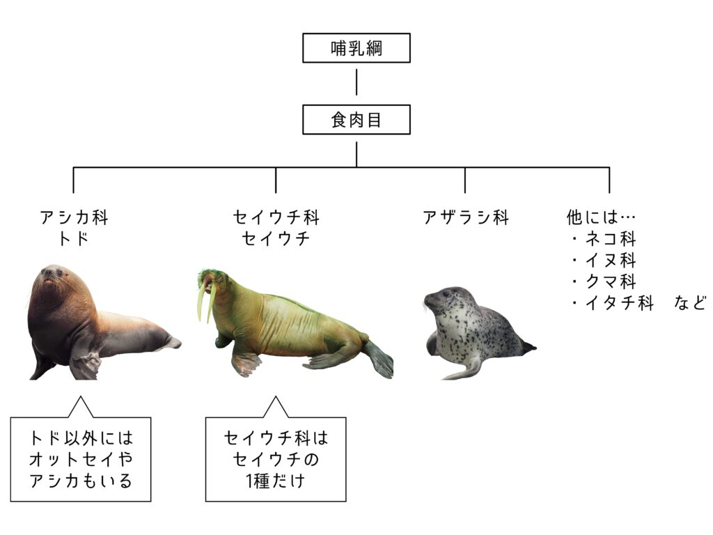 ひれあし類の分類図。