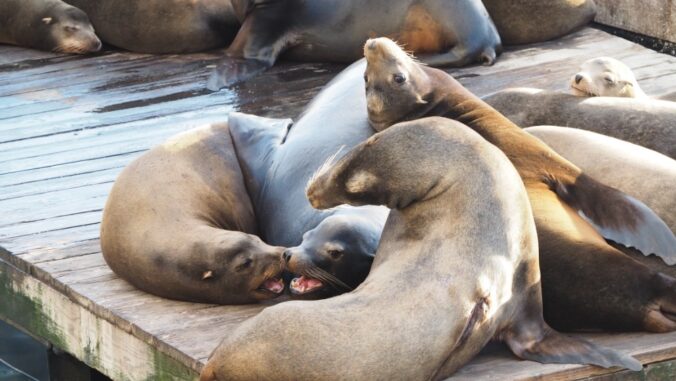 california_sea_lion