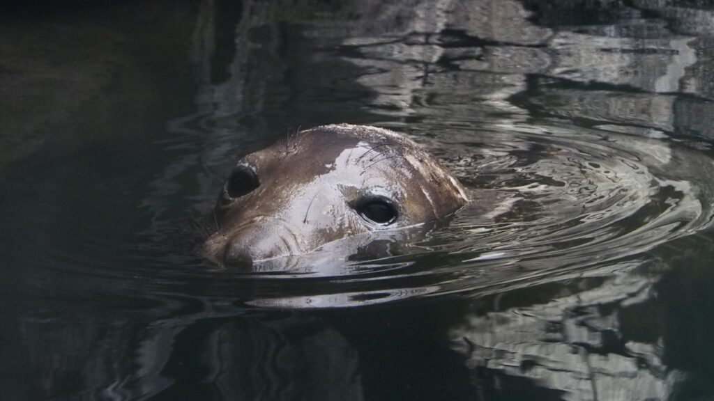 2022年6月まで鶴岡市立加茂水族館で飼育展示されていたメスのキタゾウアザラシ。