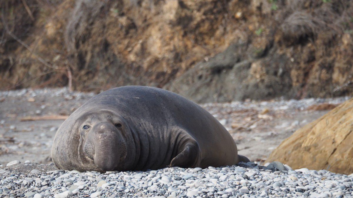 ゾウアザラシMサイズ ゾウアザラシ属 - Wikipedia