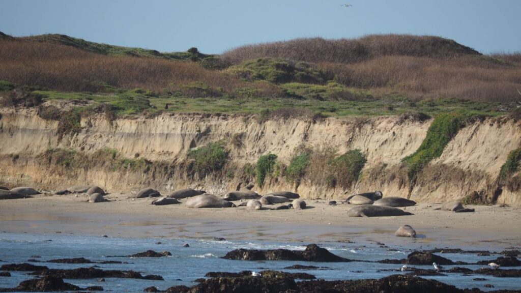 海岸に集まるキタゾウアザラシ。当時発見されたアザラシは全て捕獲されていた。
