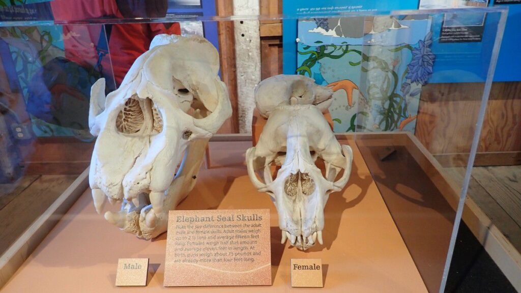 キタゾウアザラシの頭骨。骨だけでもその大きさがうかがえる。