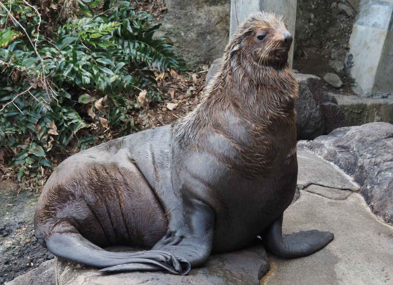 中国 染付 甕 親子猿岩山図 Tsuyoshi Nojima