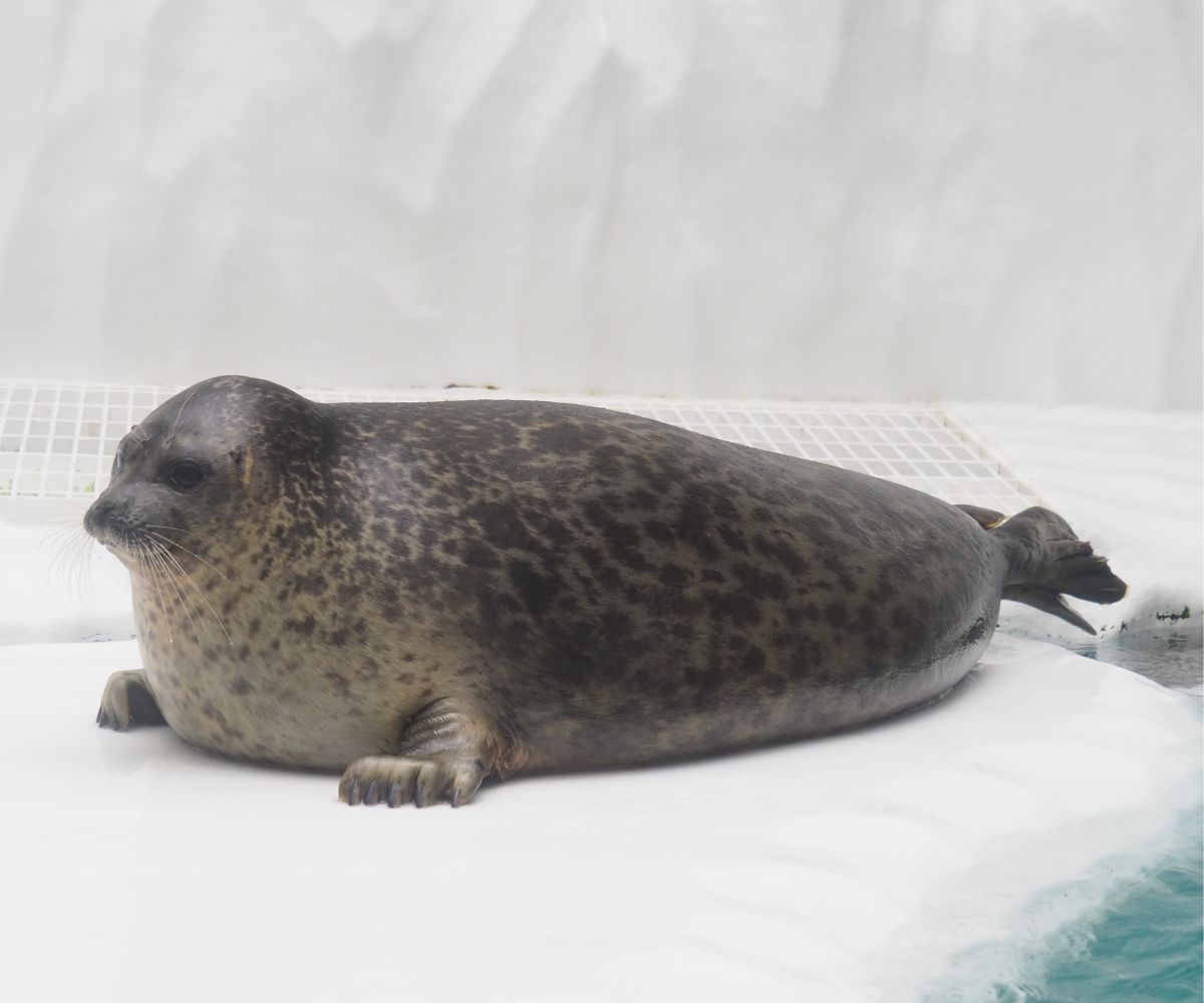 ワモンアザラシ - ひれあし図鑑