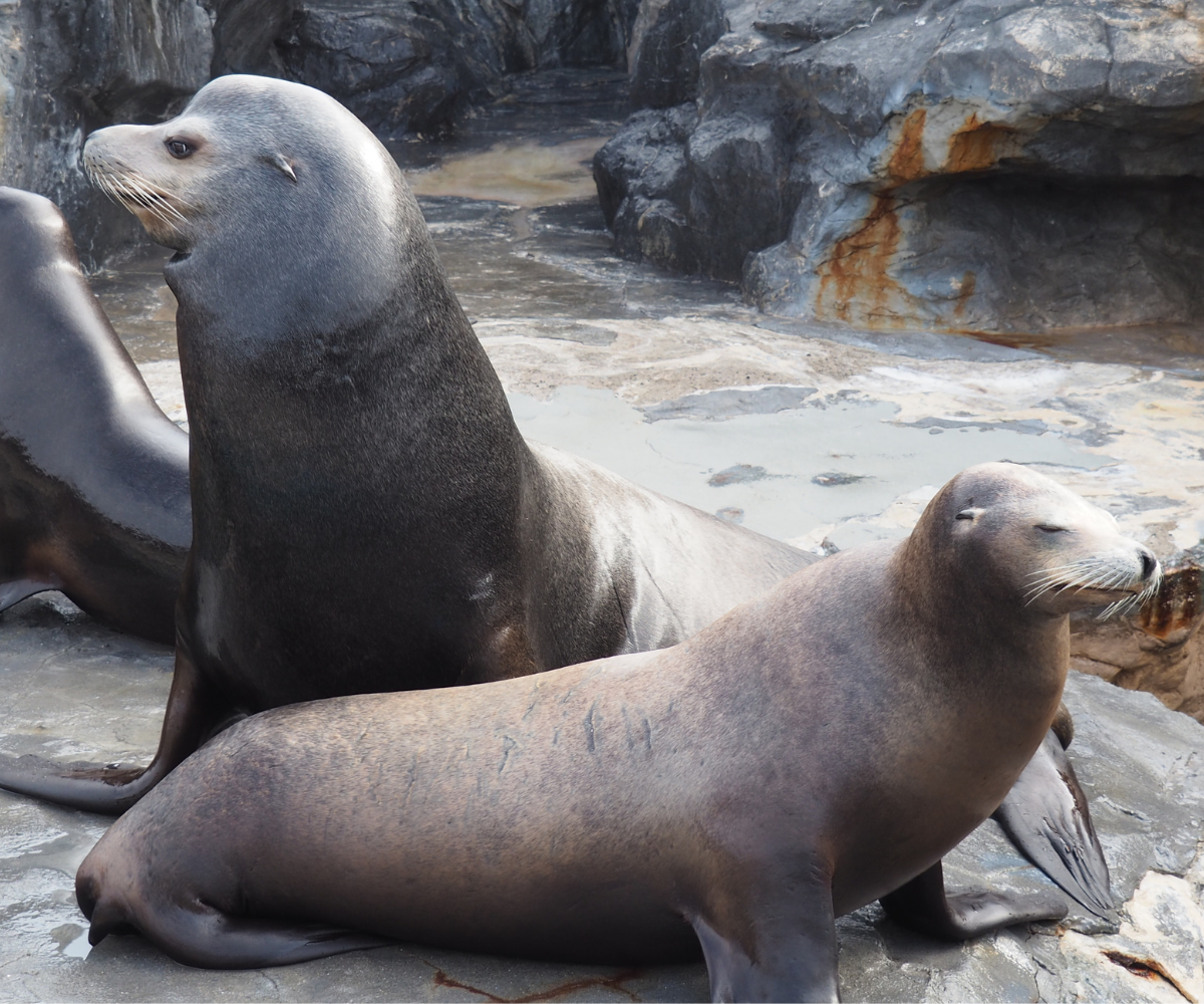 日本の水族館・動物園で見られるアシカは6種類！特徴や違いを