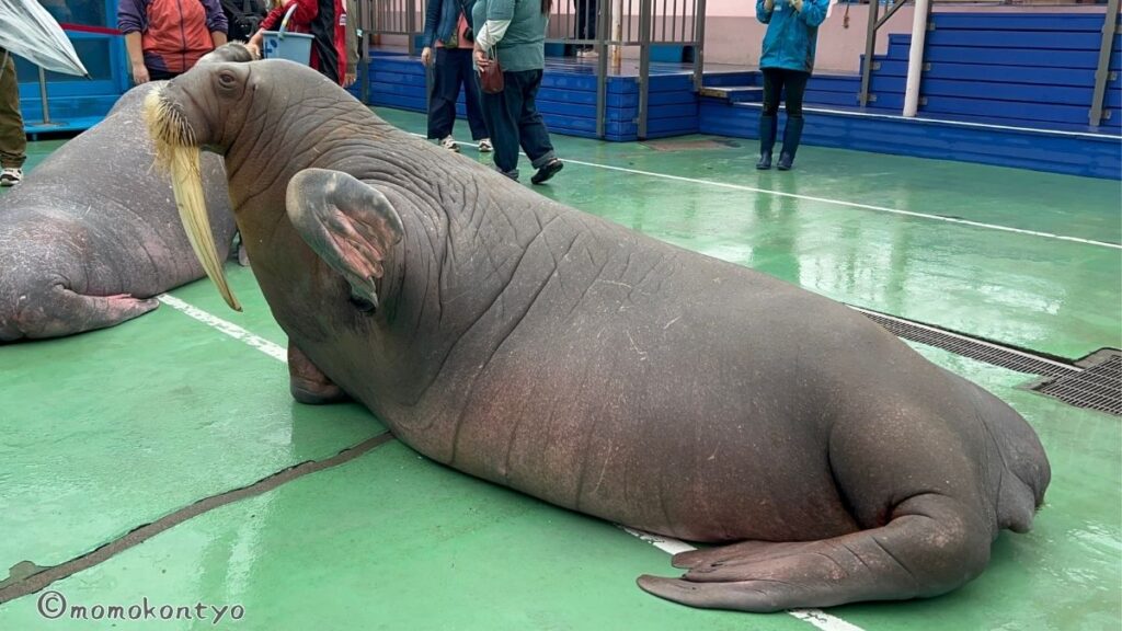 セイウチ
