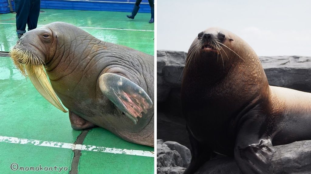 セイウチとトド